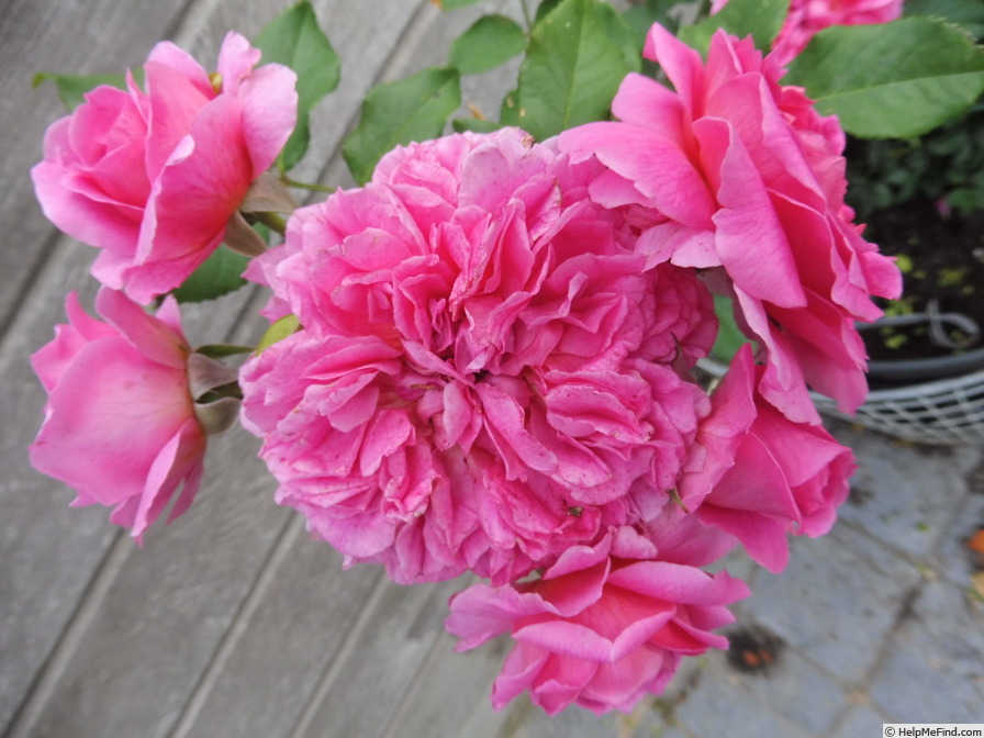 'Gabriel Oak ™' rose photo