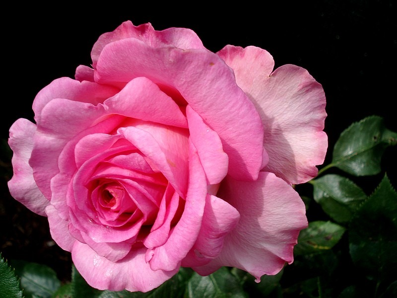 'Marie-Ange Nardi ®' rose, click to enlarge 'Marie-Ange Nardi ®' rose photo
