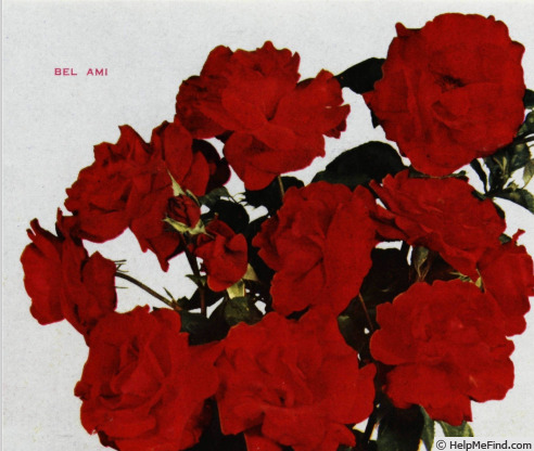 'Bel Ami (floribunda, Laperrière, 1958)' rose photo