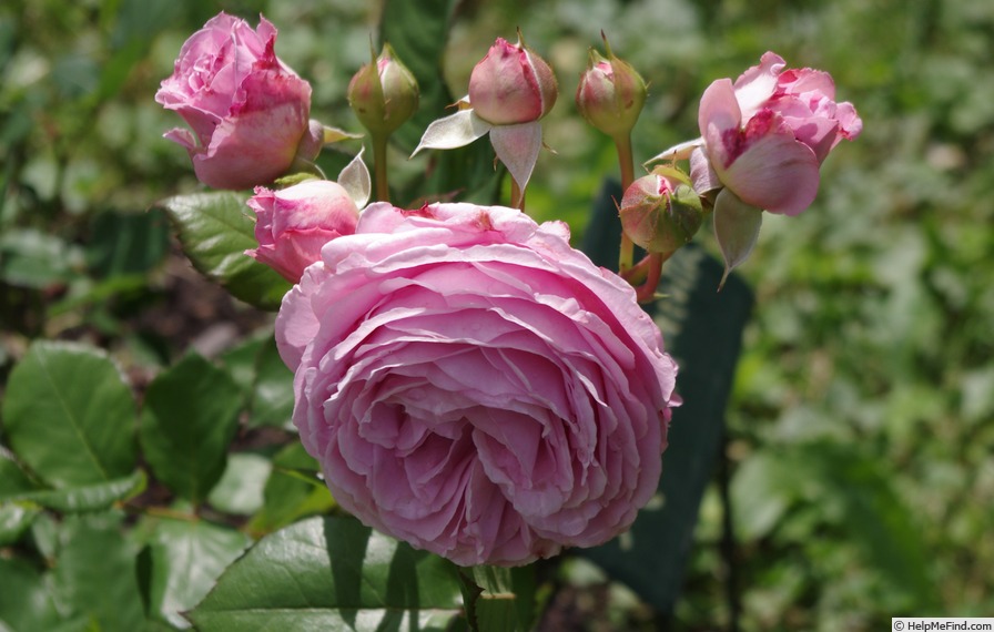 'Marie Henriette (floribunda, Kordes, 2003/13)' rose photo