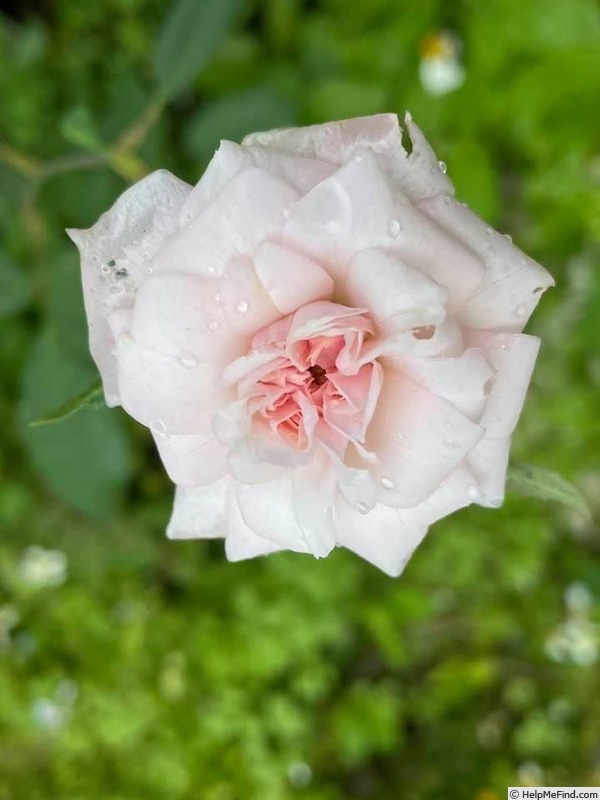 'Cécile Brunner, Cl. (cl. polyantha, Hosp, 1894)' rose photo
