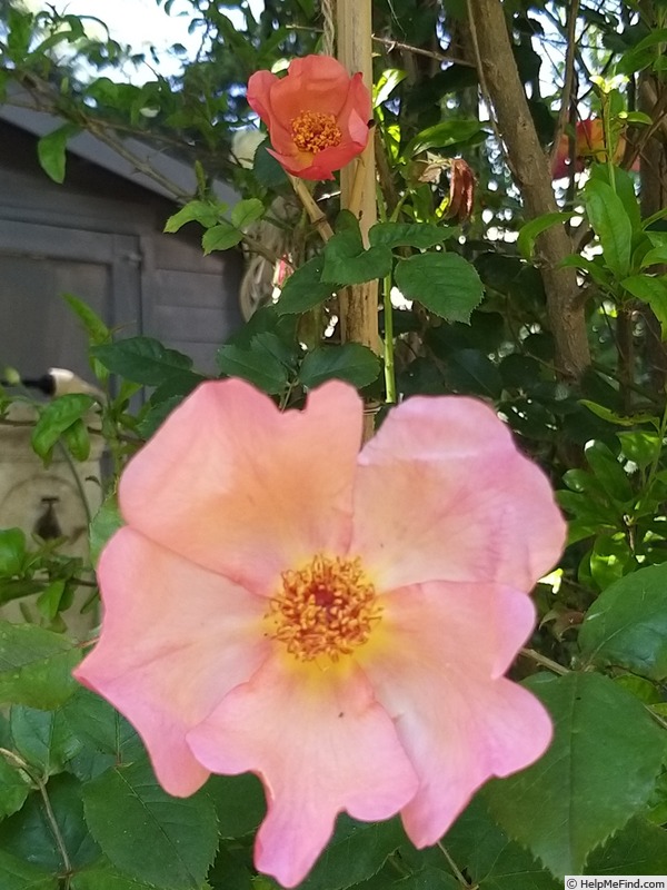 'Morning Mist (shrub, Austin, 1996)' rose photo
