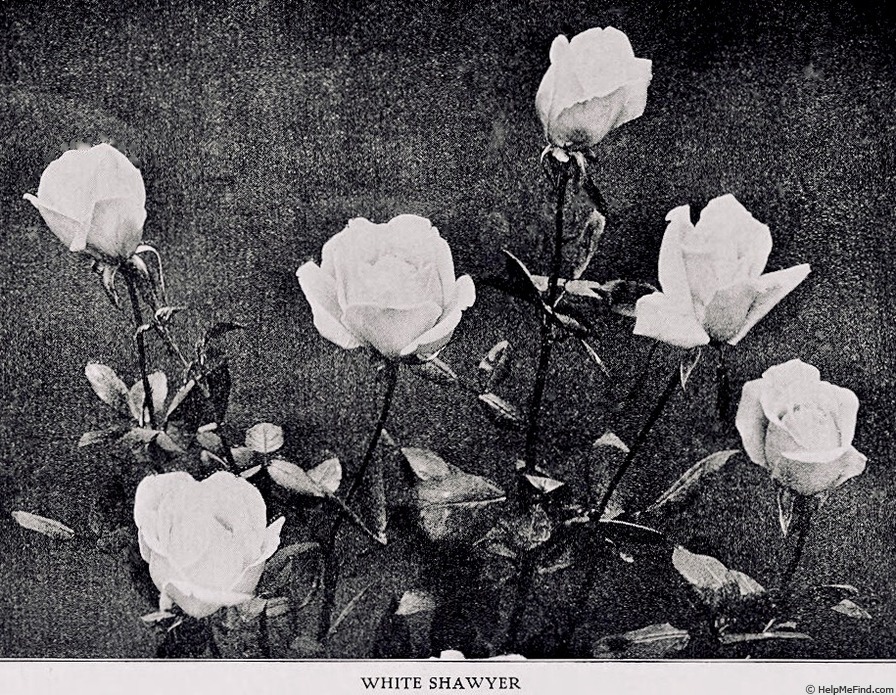 'White Shawyer' rose photo