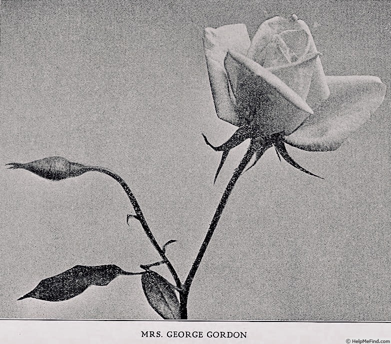 'Mrs. George Gordon' rose photo