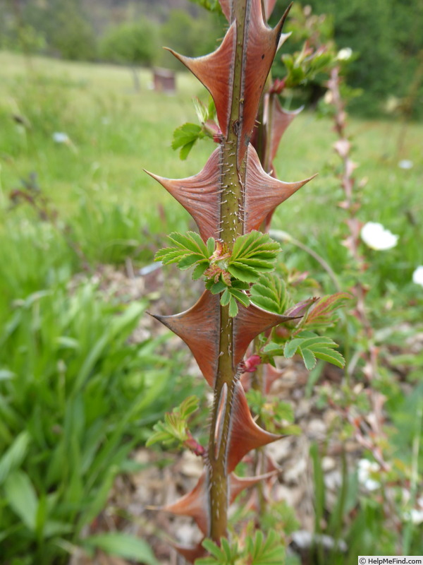 'Earldomensis' rose photo