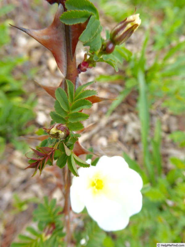 'Earldomensis' rose photo