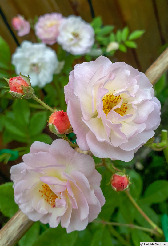 'Ghislaine de Féligonde' rose photo