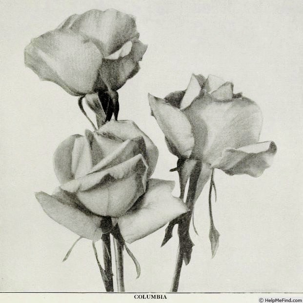 'Columbia (hybrid tea, Hill 1916)' rose photo