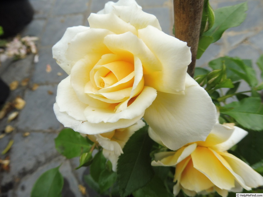 'Tsarina' rose photo