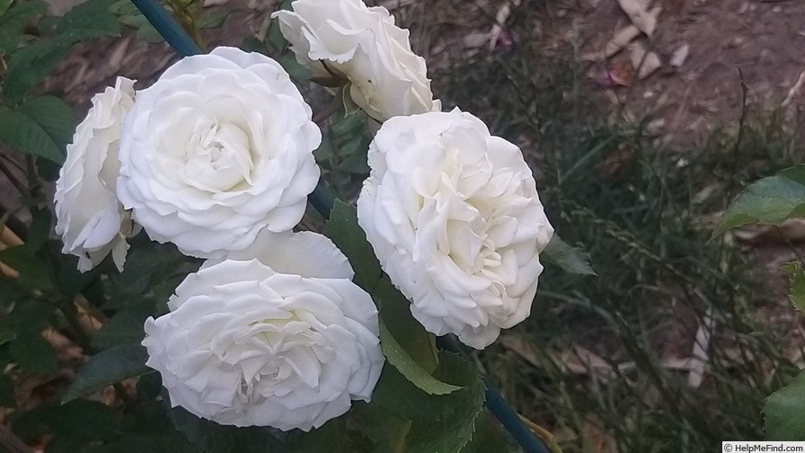 'Schneeküsschen ® (miniature, Kordes 2005/16)' rose photo