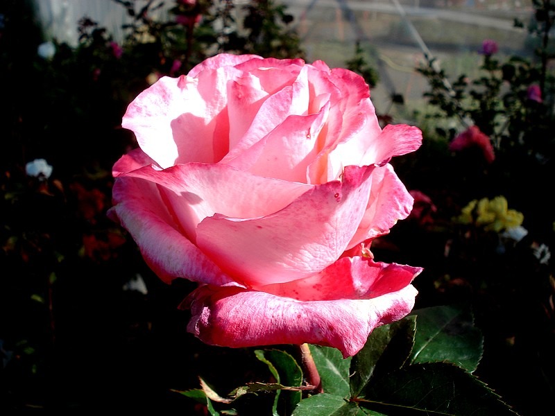 'Diane de Poitiers (hybrid tea, Croix, 1985)' rose photo