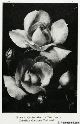 'Centenaire de Lourdes ®' rose photo
