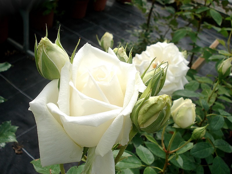 'Henri Salvador ®' rose photo