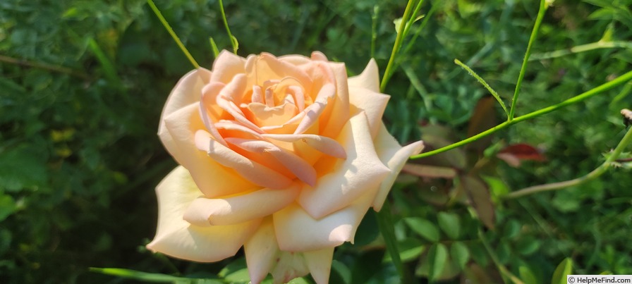 'The Lady' rose photo