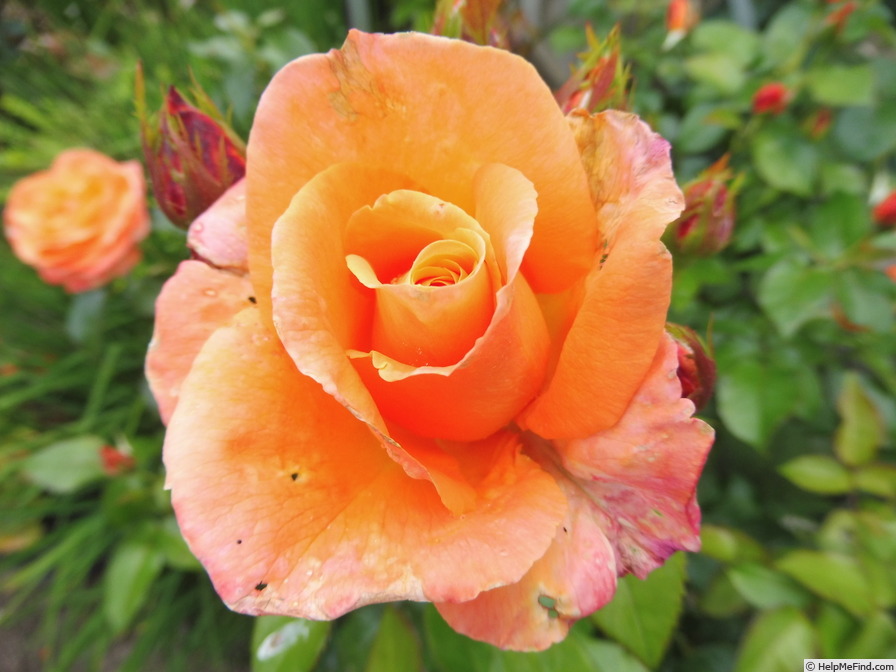 'Mama Mia! (hybrid tea, Fryer, 2006)' rose photo