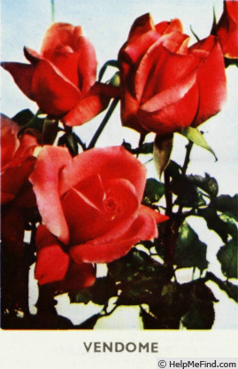 'Vendôme' rose photo