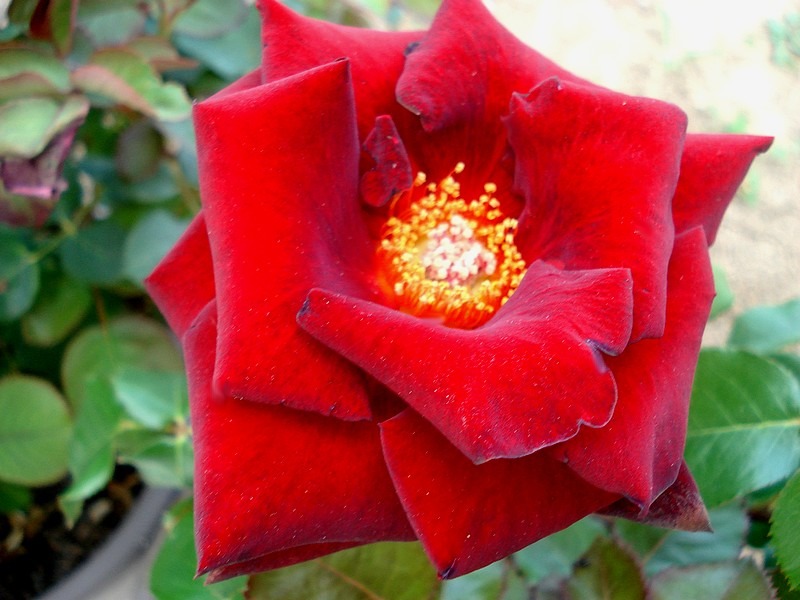 'Bertrand Amoussou ®' rose photo