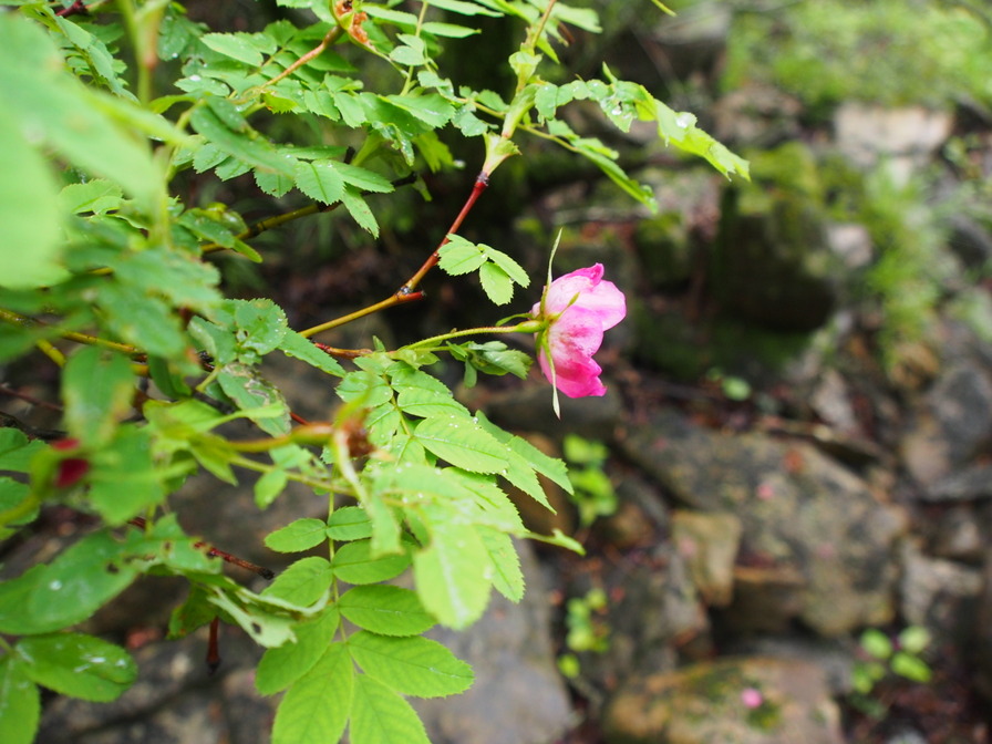 '<i>Rosa nipponensis</i> Crép.' rose photo