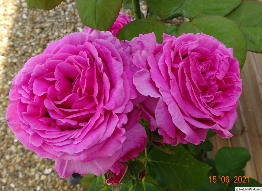 'Dr. O'Donel Browne' rose photo
