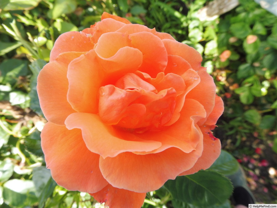 'Newsflash' rose photo
