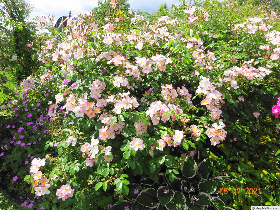 'Smarty ® (shrub, Ilsink 1977)' rose photo