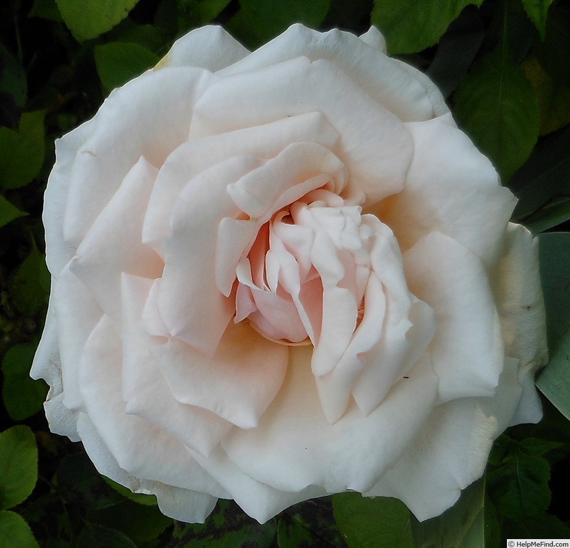 'Darling Annabelle' rose photo