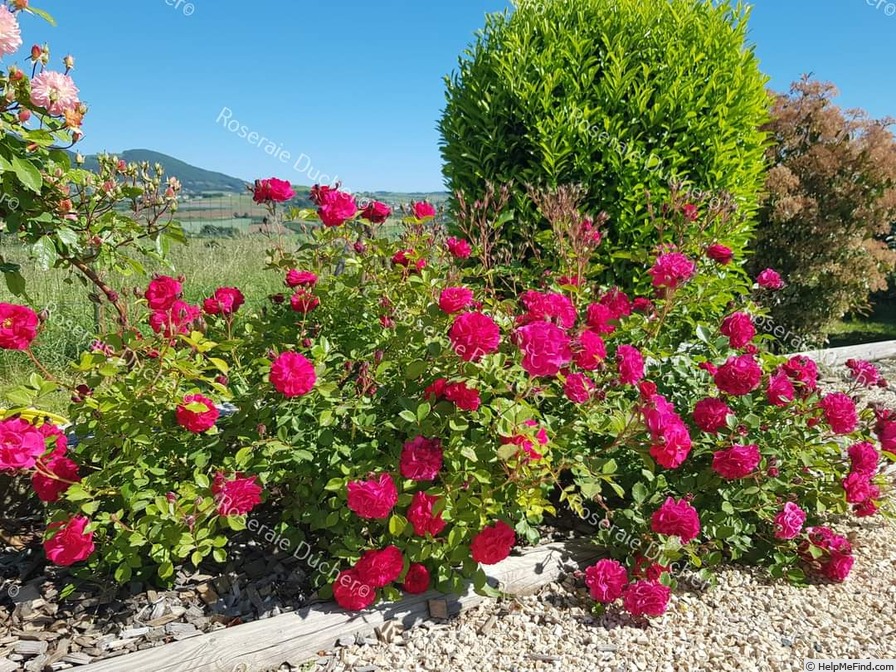 'Pétillante de Saint-Galmier®' rose photo