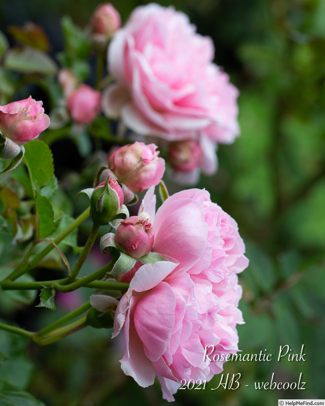 'Rosemantic Pink ®' rose photo