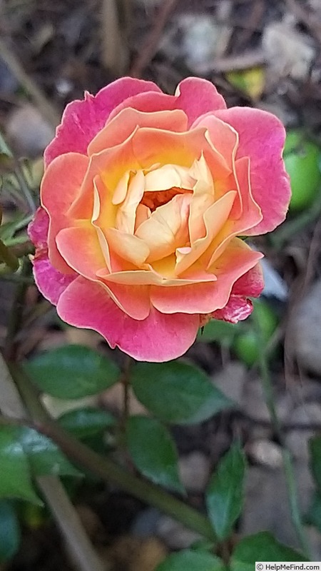 'Bordure Camaïeu ®' rose photo