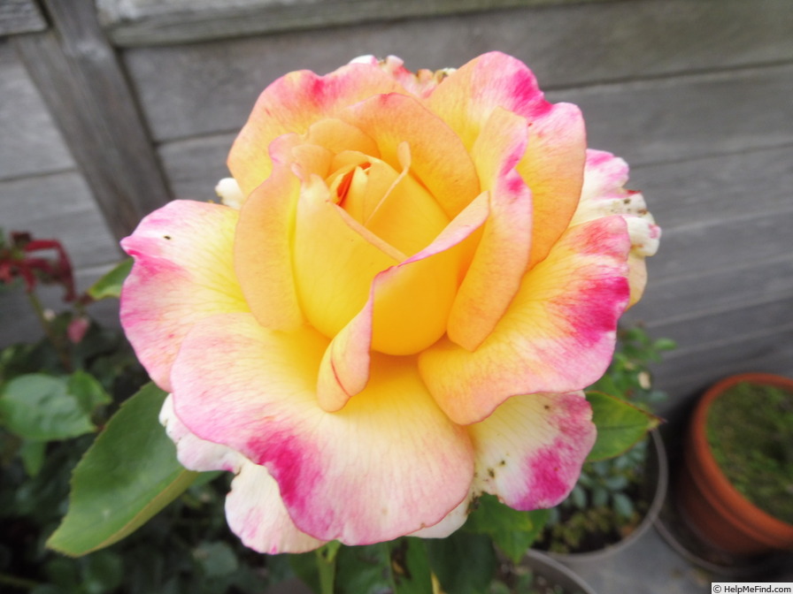 'Mitsouko ®' rose photo