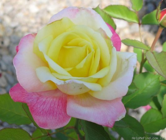 'Bella Roma ™' rose photo