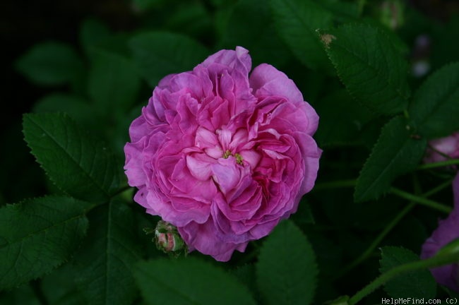 'Belle de Crécy (Gallica, Roeser, 1829)' rose photo