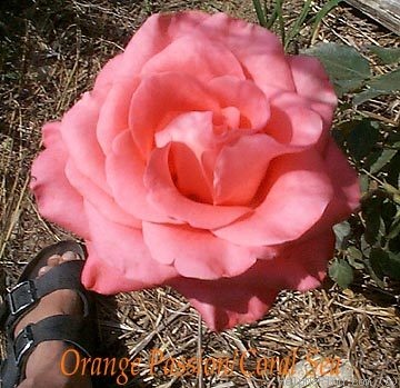 'Coral Sea ™ (hybrid tea, Zary, 1999)' rose photo