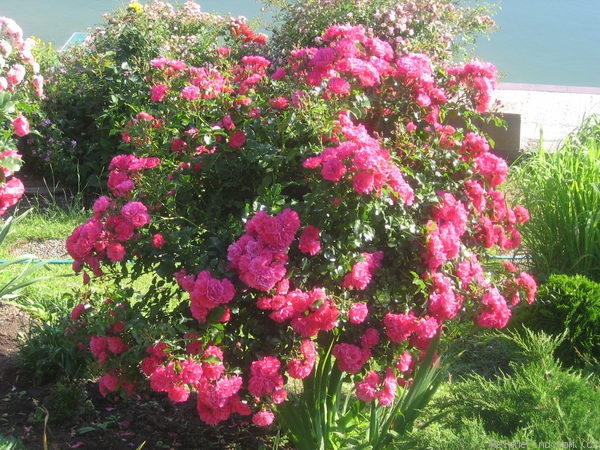 'Heidetraum' rose photo