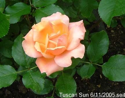 'Tuscan Sun ™' rose photo