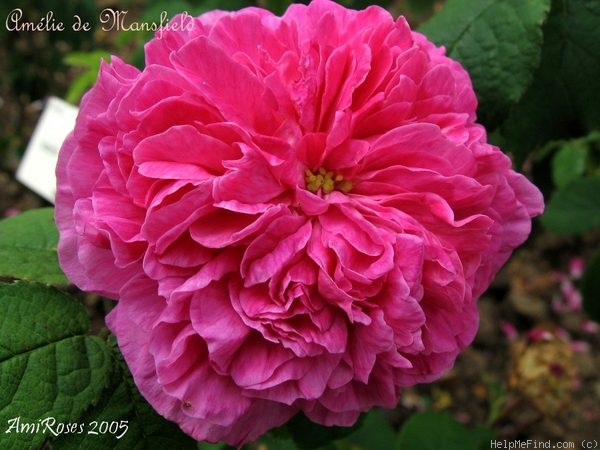 'Amélie de Mansfield' rose photo