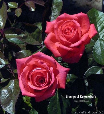 'Liverpool Remembers' rose photo