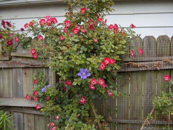 'Cherry Meidiland ™' rose photo