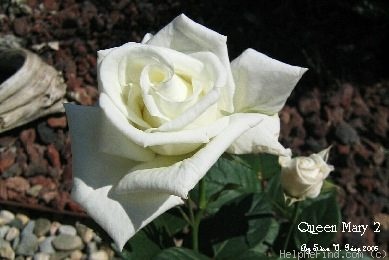 'Queen Mary 2 ™' rose photo