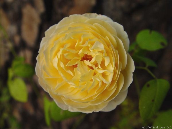 'Teasing Georgia' rose photo