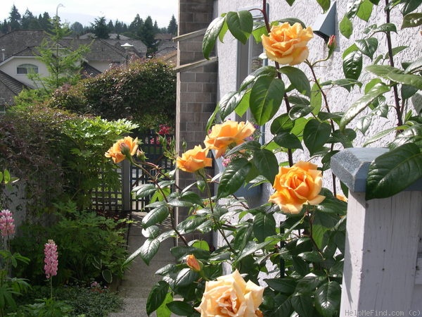 'Royal Sunset' rose photo