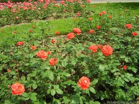 'Scarlet Queen Elizabeth' rose photo