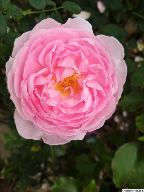 'Scepter'd Isle ®' rose photo