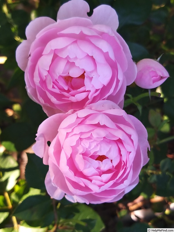 'Scepter'd Isle ®' rose photo