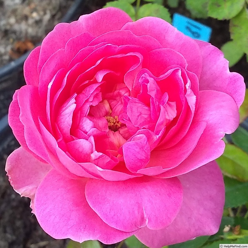 '18LA03' rose photo