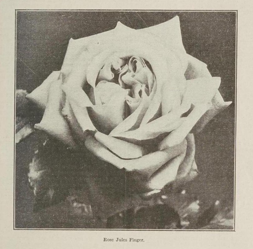 'Jules Finger (tea, Ducher 1879)' rose photo