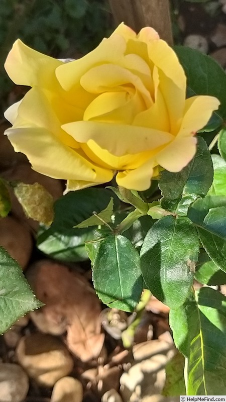 'Madame A. Meilland' rose photo