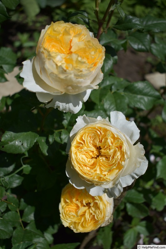 'Beatrice (florists rose, Austin, 2008/15)' rose photo