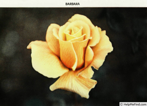 'Barbara (hybrid tea, Gaujard, 1960)' rose photo
