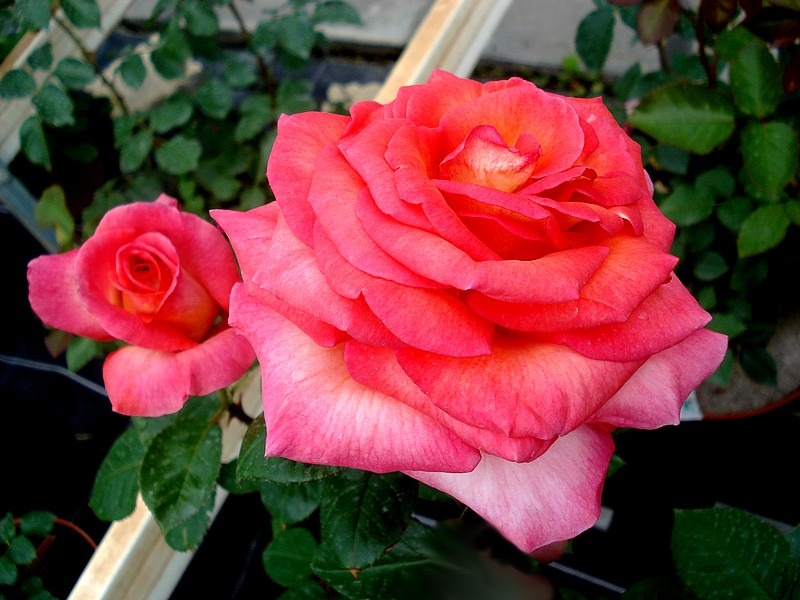 'Michel Desjoyeaux ®' rose, click to enlarge 'Michel Desjoyeaux ®' rose photo